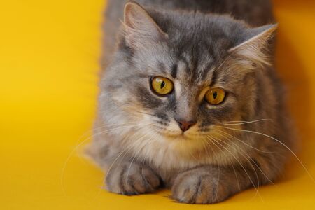 Gray fluffy playful cat with yellow eyes on a yellow background close-up,copy space.の写真素材