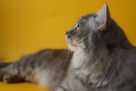 Gray fluffy playful cat with yellow eyes on a yellow background close-up,copy space.の写真素材