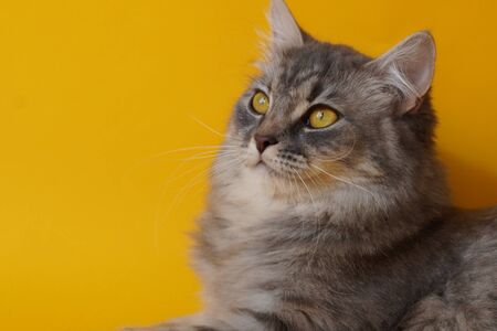 Gray fluffy playful cat with yellow eyes on a yellow background close-up,copy space.の写真素材
