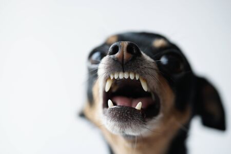 Close-up angry little black dog of toy terrier breed on a white background.Macro photo,selective focus.の写真素材