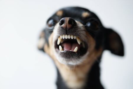 Close-up angry little black dog of toy terrier breed on a white background.Macro photo,selective focus.の写真素材
