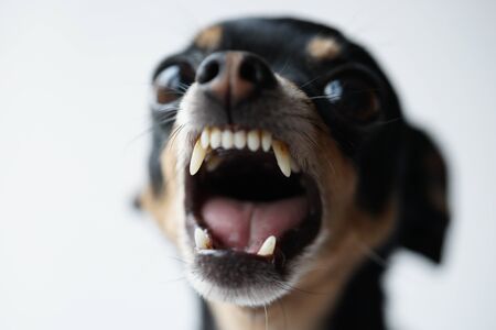 Close-up angry little black dog of toy terrier breed on a white background.Macro photo,selective focus.の写真素材
