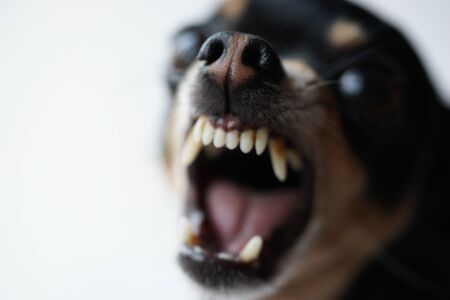 Close-up angry little black dog of toy terrier breed on a white background.Macro photo,selective focus.の写真素材