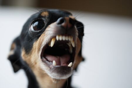 Close-up angry little black dog of toy terrier breed on a white background.Macro photo,selective focus.の写真素材