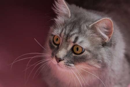 Gray fluffy playful cat with yellow eyes on a pink background close-up, copy space.の写真素材