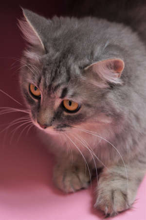Gray fluffy playful cat with yellow eyes on a pink background close-up, copy space.の写真素材