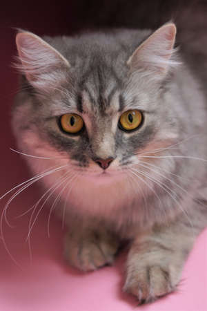 Gray fluffy playful cat with yellow eyes on a pink background close-up, copy space.の写真素材