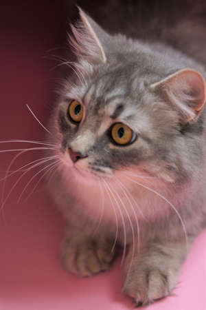 Gray fluffy playful cat with yellow eyes on a pink background close-up, copy space.の写真素材