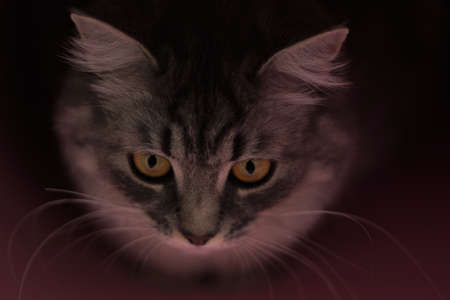 Gray fluffy playful cat with yellow eyes on a black background close-up, copy space.の写真素材