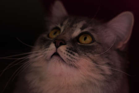Gray fluffy playful cat with yellow eyes on a black background close-up, copy space.の写真素材