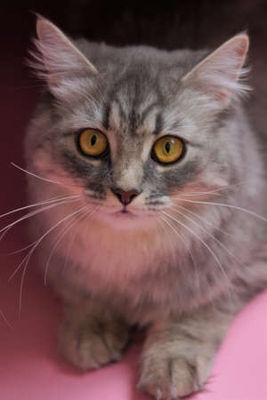 Gray fluffy playful cat with yellow eyes on a pink background close-up, copy space.の写真素材