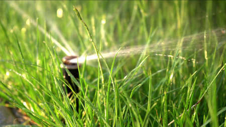 Close-up Garden Grass Watering. Smart garden activated with full automatic sprinkler irrigation system working in a green park, watering lawn, flowers and trees sprinkler head rotation.の写真素材
