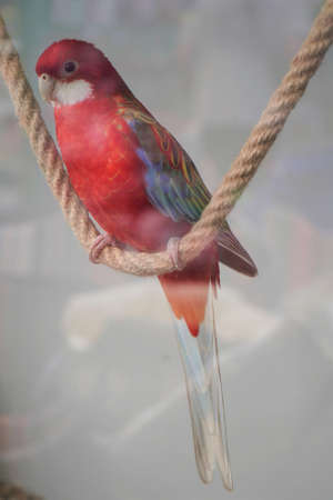 Large pink rosella Platycercus elegans parrot sitting on a rope in a pet shope window, close-up.の写真素材