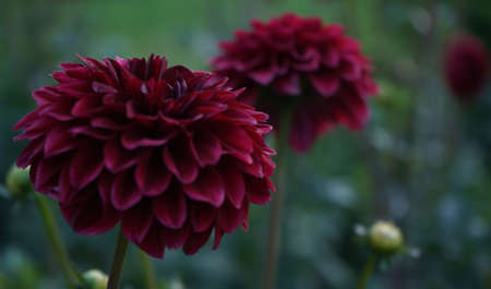 Deep durgundy dahlia bloom (formal decorative type) against a background of other dahlias and foliage, beautiful flowers, close-up.の写真素材