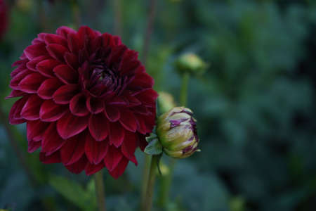 Deep durgundy dahlia bloom (formal decorative type) against a background of other dahlias and foliage, beautiful flowers, close-up.の写真素材