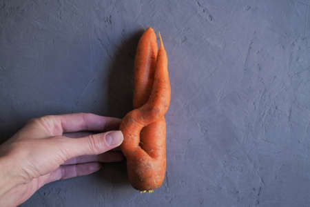 Fresh ugly carrot in hand a gray background, collected in a vegetable garden.View from above, close-upの写真素材