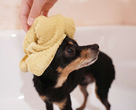 Portrait of a small black dog Toy Terrier with a yellow bath towel on his head. Washing and caring for the dog.Close-up.の写真素材