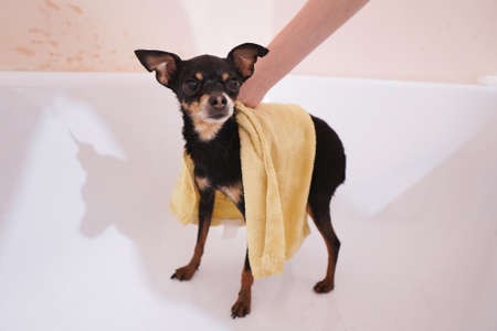 Small black dog Toy Terrier with a yellow bath towel. Washing and caring for the dog.Close-up, selective focusの写真素材