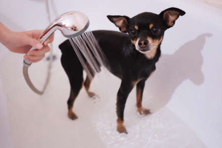 Small black dog Toy Terrier in the shower. Washing and caring for the dog.Close-up, selective focusの写真素材