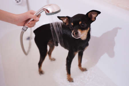 Small black dog Toy Terrier in the shower. Washing and caring for the dog.Close-up, selective focusの写真素材
