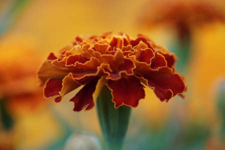 Macro photo beautiful orange flowers Marigolds Tagetes erecta.Close-up, selective focus.African Marigoldの写真素材