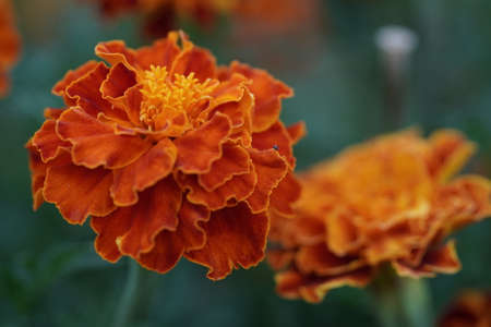 Macro photo beautiful orange flowers Marigolds Tagetes erecta.Close-up, selective focus.African Marigoldの写真素材