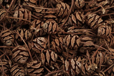 Macro photo background of cones Metasequoia glyptostroboides. View from aboveの写真素材