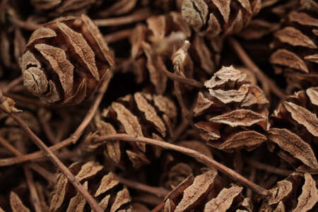 Macro photo background of cones Metasequoia glyptostroboides. View from aboveの写真素材