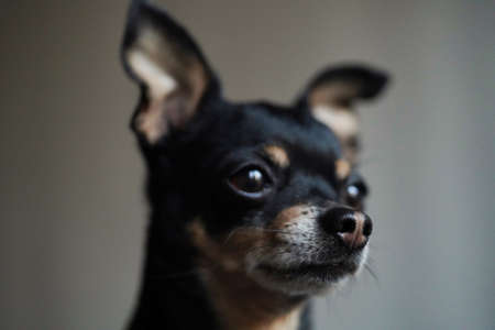 Little cute toy terrier dog looking straight, isolated on white background, close-up. Selective focusの写真素材