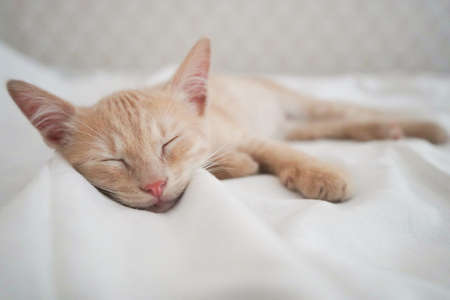 Small red-haired affectionate kitten sleeps on a white blanket. Love for animals.の写真素材