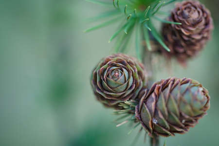 Macro photo of young green fir cones on  branch
