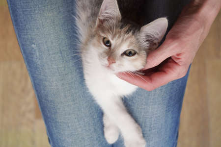Cute little colored kitten lies on the lap of a girl and looks at the cameraの写真素材