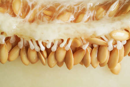 Macro photo melon ripe seeds with juicy pulp.Closeup.Seedling seeds.Selective focus.の写真素材