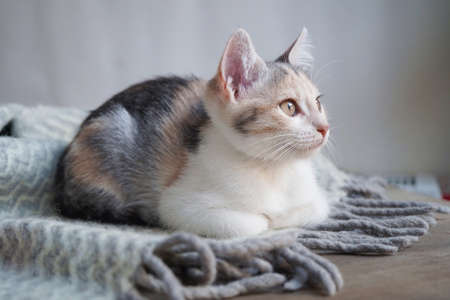 Cute tricolor kitten lies on a gray warm woolen blanket with a fringe and looks out the window.Concept of adorable little pets.の写真素材