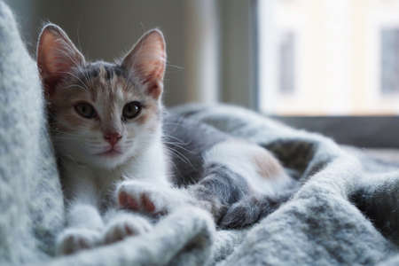 Cute tricolor kitten lies on a gray warm woolen blanket with a fringe.Concept of adorable little pets.の写真素材