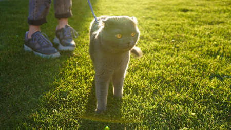 Scottish gray fold cat walks on a leash on green grass in the evening sunlight. Sun rays. Concept of...