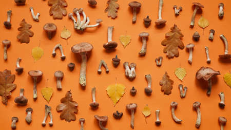 Beautiful seasonal autumn banner.Pattern of mushrooms honey agaric, yellow birch and brown oak...