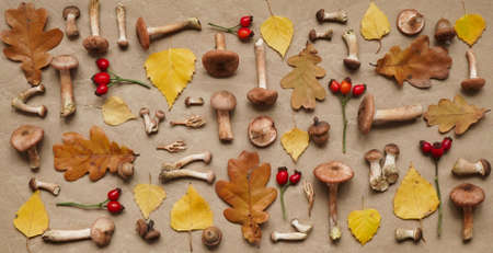 Beautiful seasonal autumn banner.Pattern of mushrooms honey agaric, yellow birch and brown oak...
