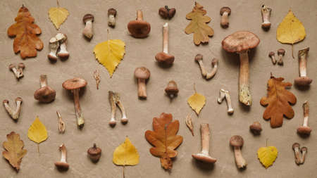 Beautiful seasonal autumn banner.Pattern of mushrooms honey agaric, yellow birch and brown oak leaves and acorns on beige and brown background, top view, flat lay.Vegetarian food.Close-up.の写真素材