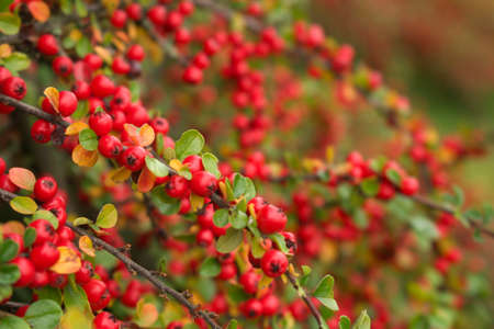 Close-up red cotoneaster berries horizontal in autumn.Beautiful autumnal natural background.Garden...