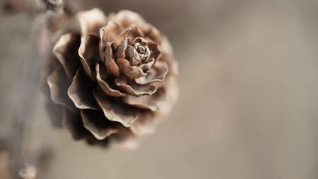Macro photo of brown fir cones on a branch, selective focus, copy space.Beautiful banner with fir cones.の写真素材