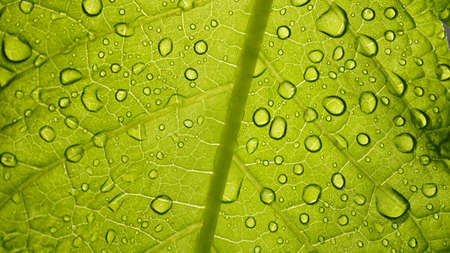 Macro photo of green leaf texture with rain or dew drops, leaf close-up, natural green...