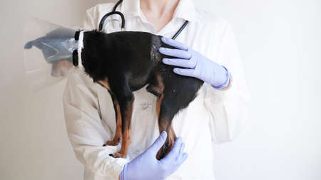 Veterinarian in white medical coat and blue gloves holds small black toy terrier dog in medical collar for animalsの写真素材