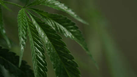 Macro photo of green leaves of cannabis, hemp on dark background.Close-up leaves of...
