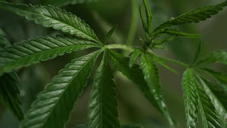 Macro photo of green leaves of cannabis, hemp on dark background.Close-up leaves of...
