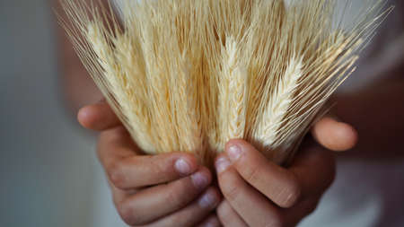 Close-up of children hands holding bunch of ripe golden ears of wheat tied with yellow and blue...