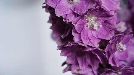 Close-up photo of a purple delphinium branch on a grey background,seasonal flowers blooming in the...
