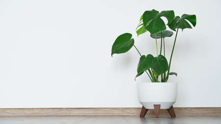 Close up of beautiful monstera flower leaves or swiss cheese plant, Monstera deliciosa Liebm, Araceae in white pot against white wall and brown floor, interior minimalism concept, banner, copy space.の写真素材