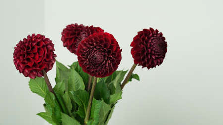 Macro photo Deep burgundy color dahlia,formal ornamental type, on a gray background. Beautiful...