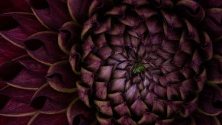 Macro photo Deep burgundy,red color dahlia,formal ornamental type, on a black background. Beautiful...